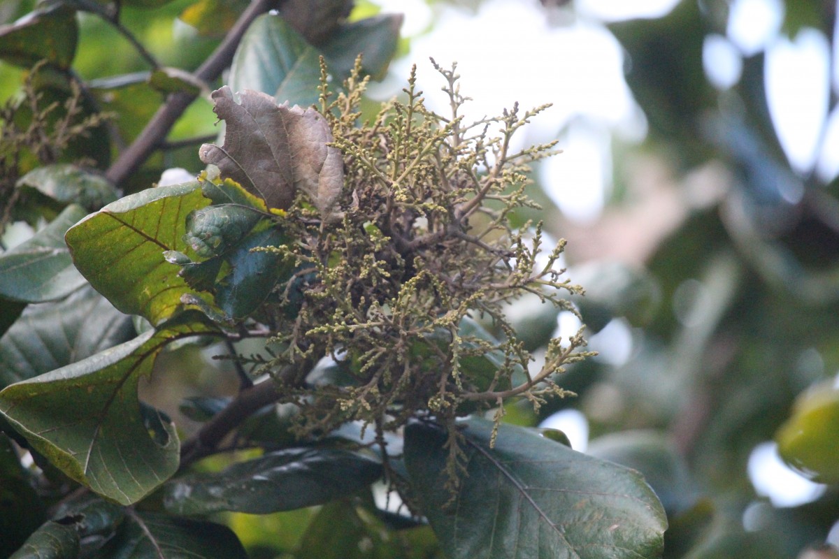 Sapindus emarginatus Vahl